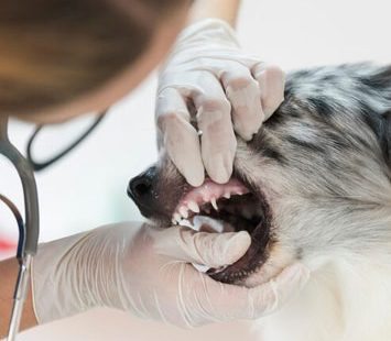 Dental Care